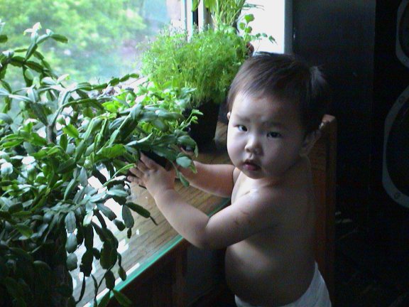 Elle tends to our basil, mint, and rosemary.